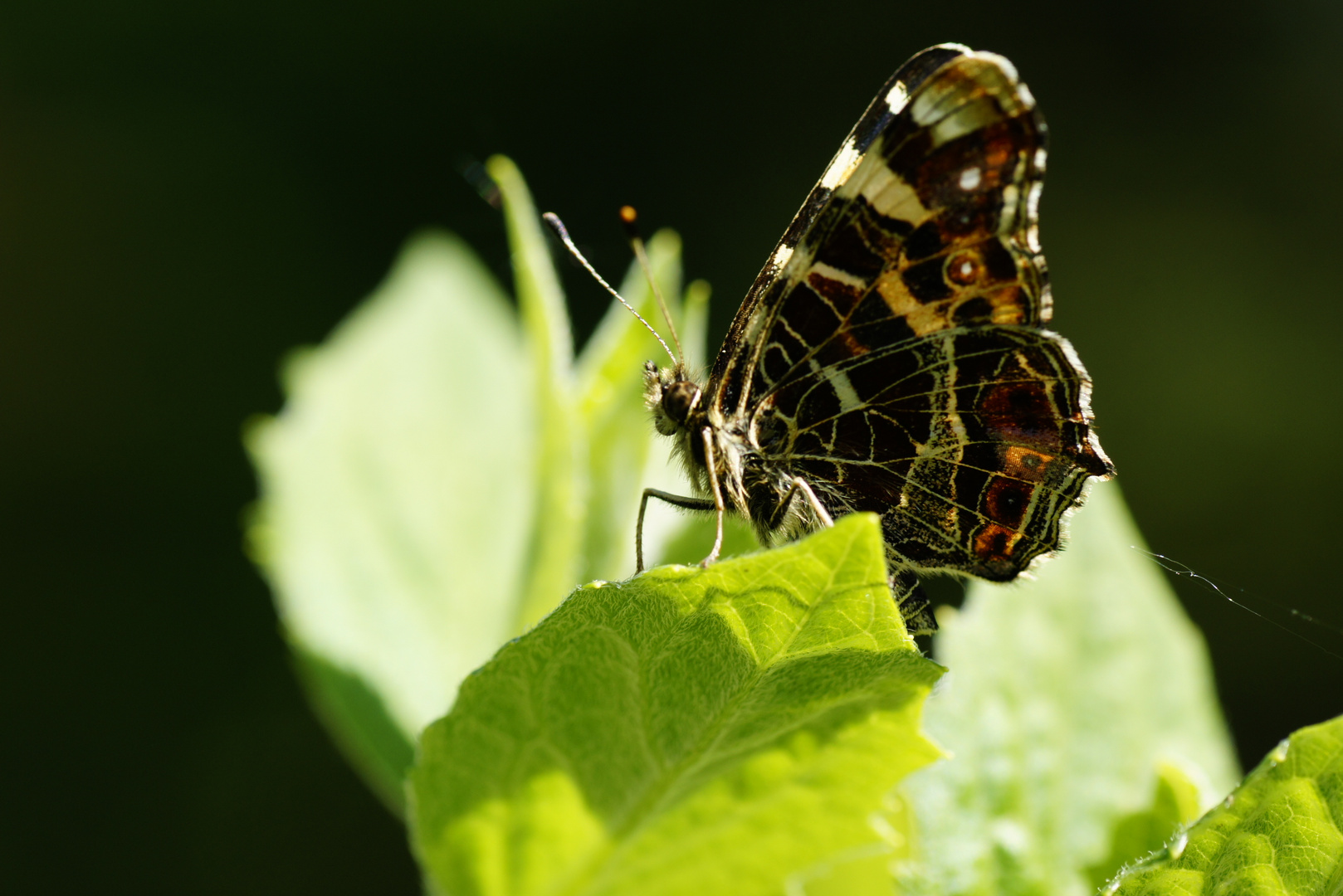 Schmetterling