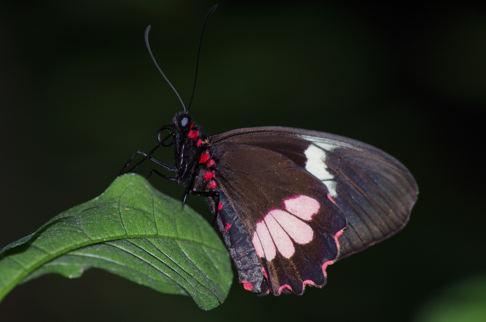 schmetterling