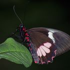 schmetterling