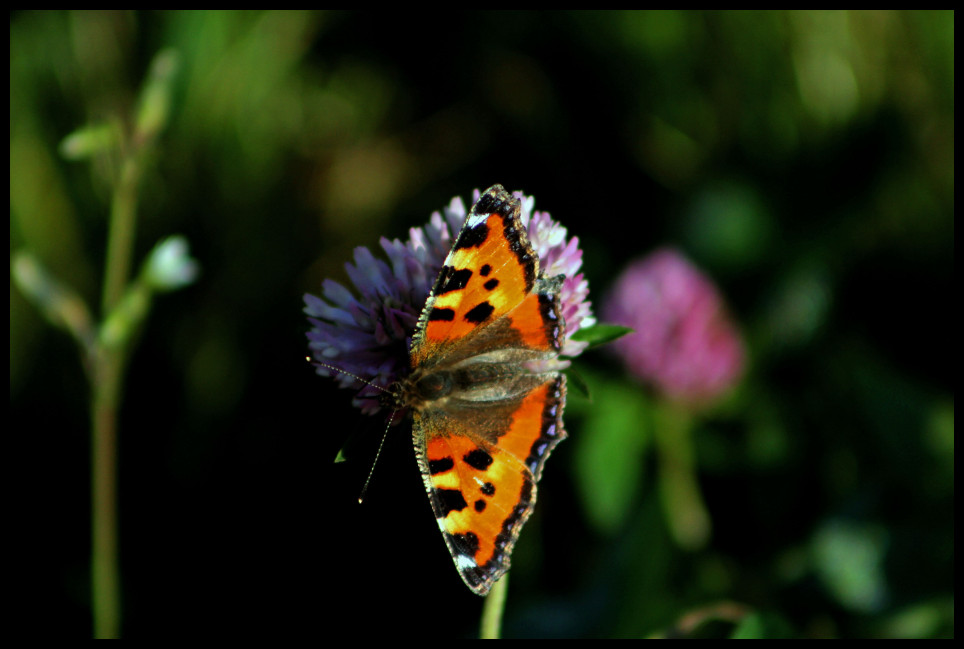 Schmetterling