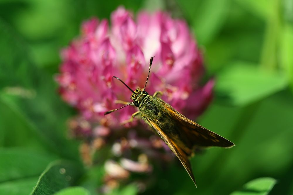 Schmetterling