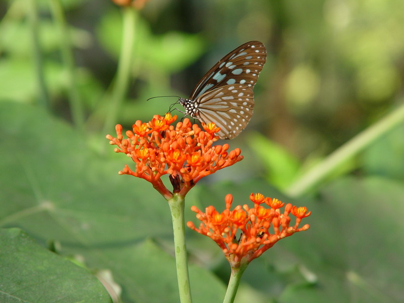 Schmetterling