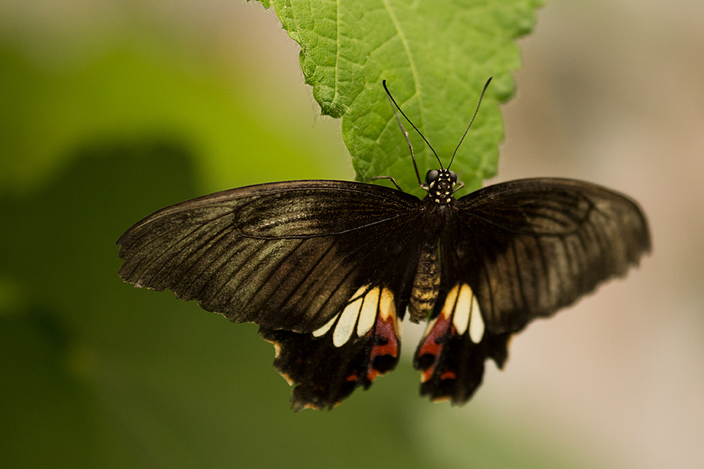 Schmetterling