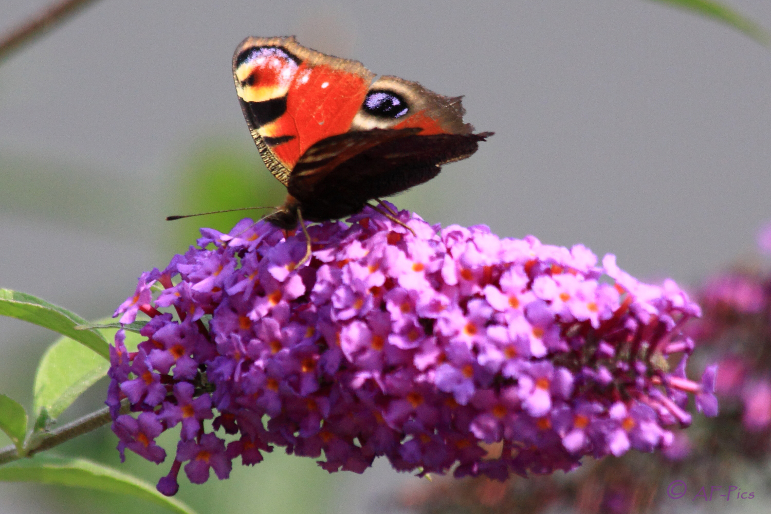 Schmetterling