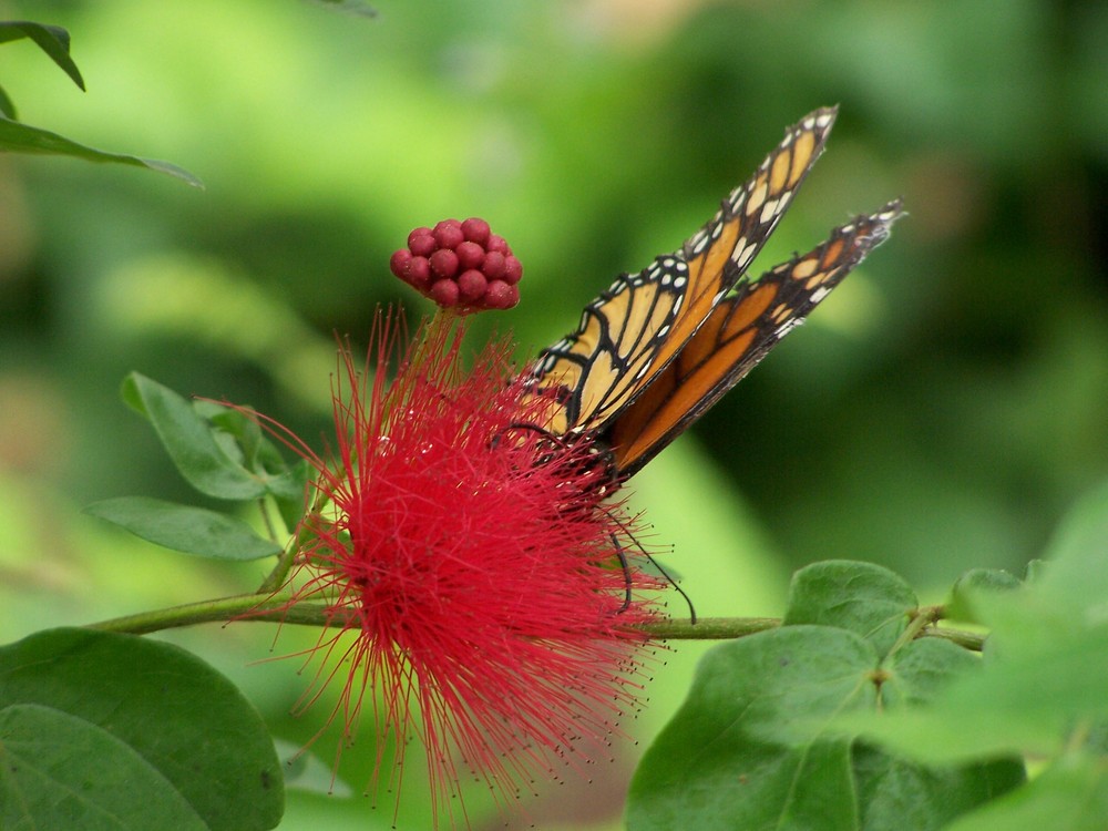 Schmetterling