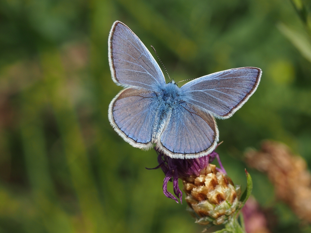 Schmetterling