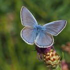 Schmetterling