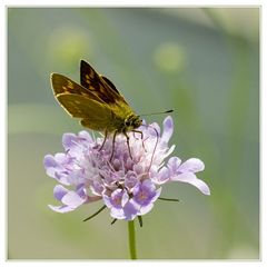 Schmetterling