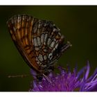 Schmetterling