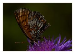 Schmetterling