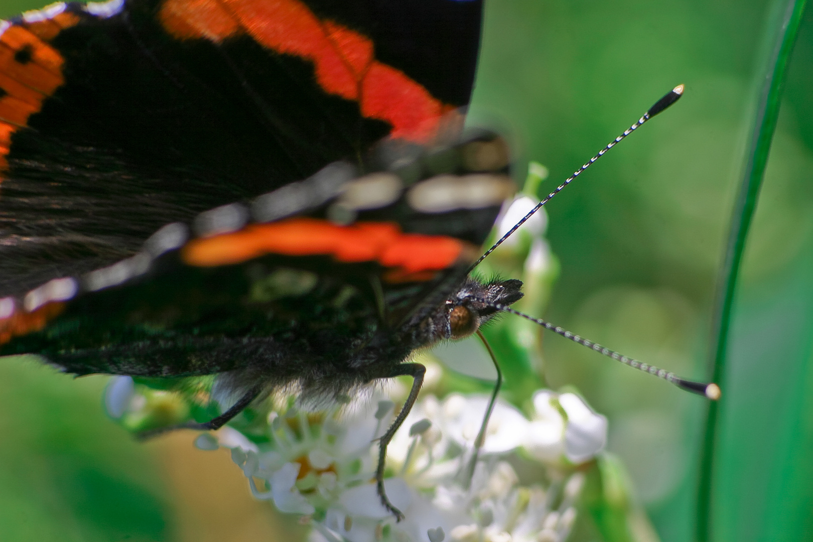 Schmetterling