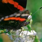 Schmetterling