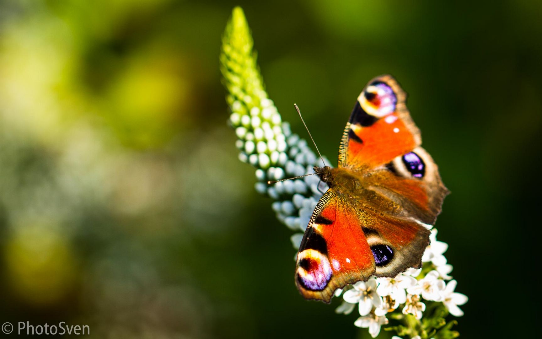 Schmetterling