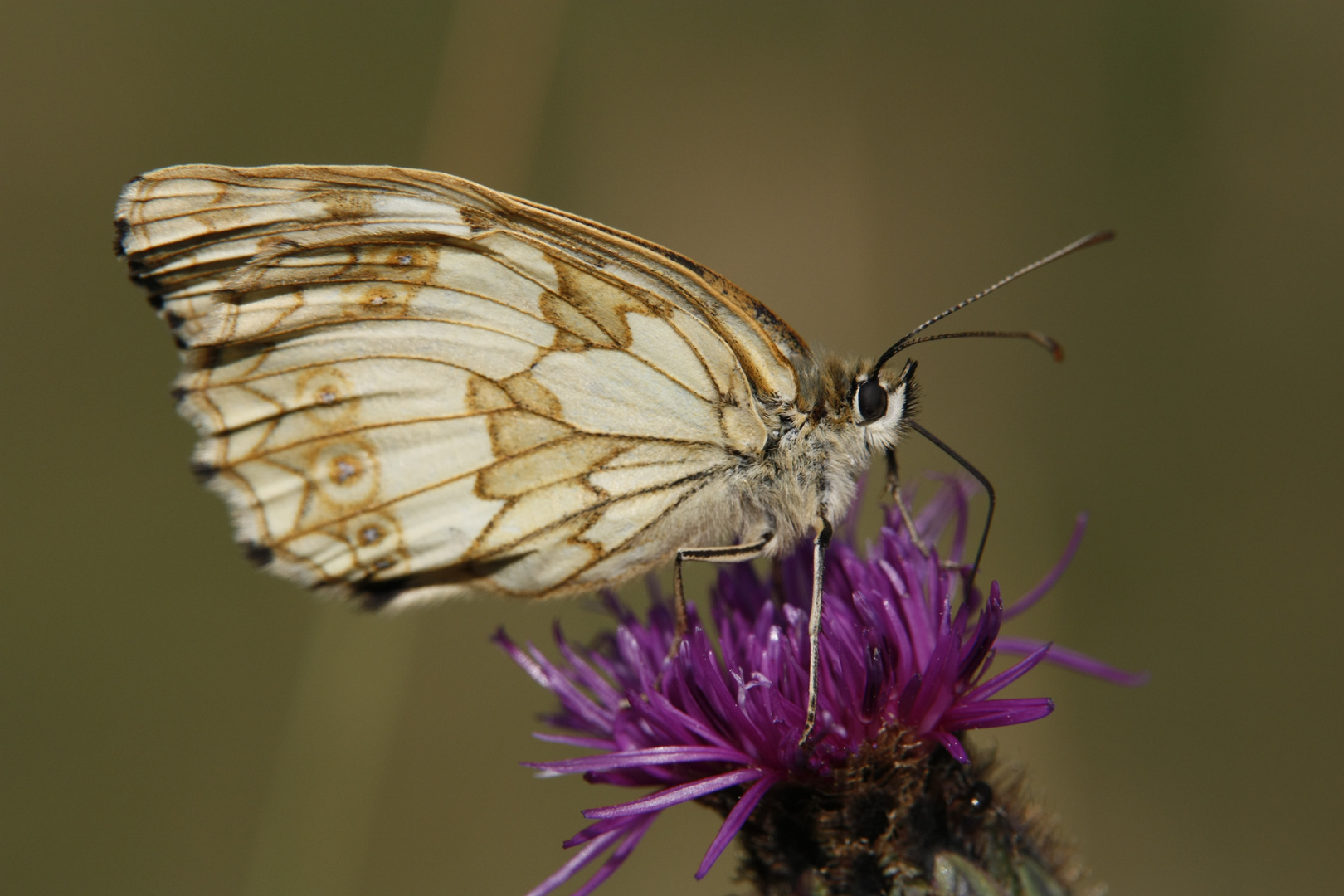 Schmetterling