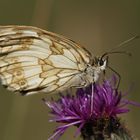 Schmetterling