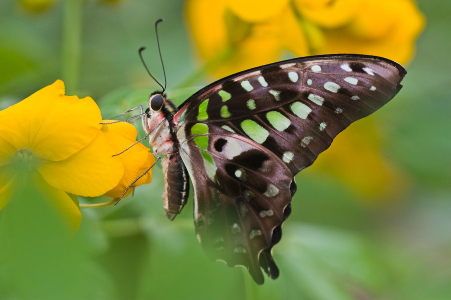 Schmetterling