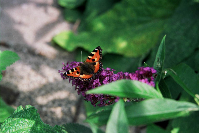 Schmetterling