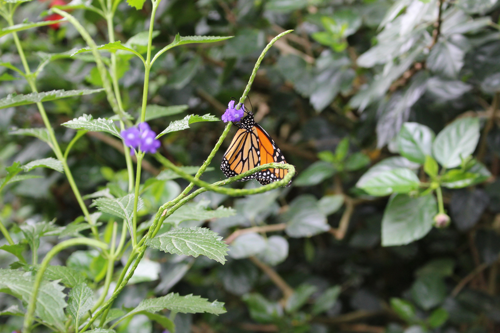 Schmetterling