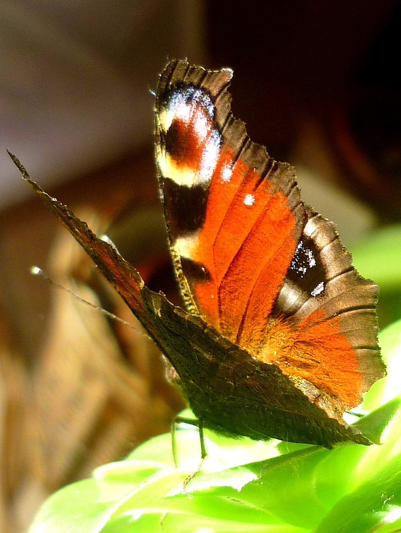 Schmetterling