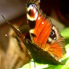 Schmetterling