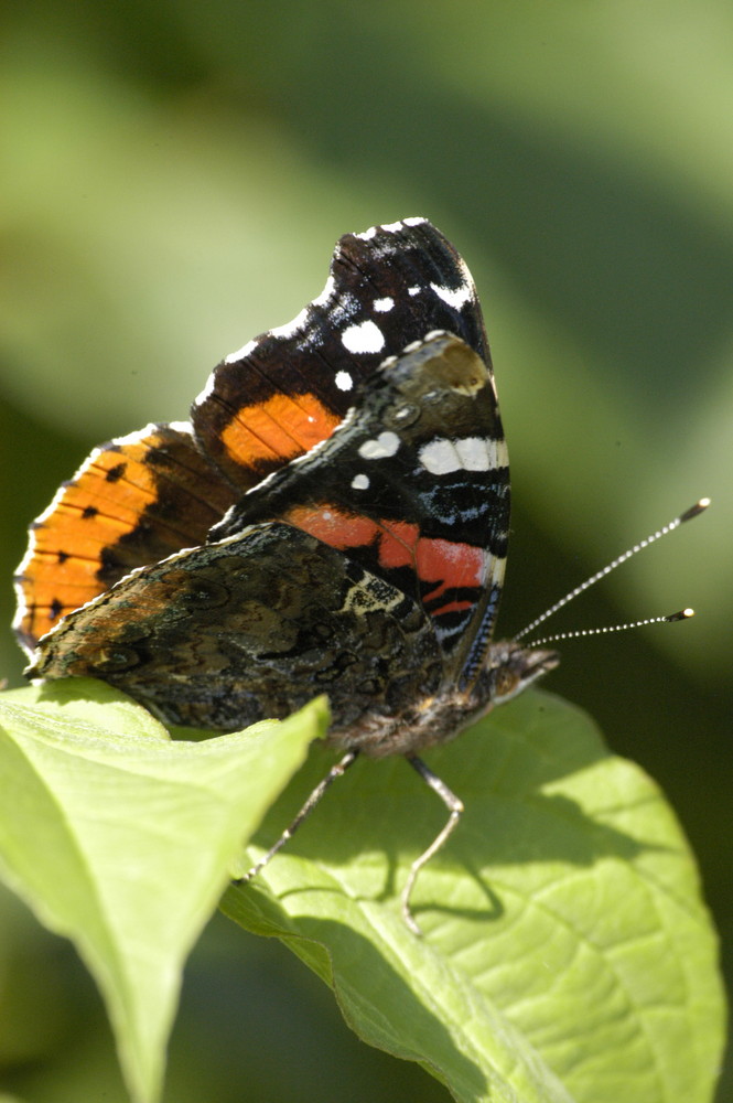 Schmetterling