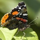 Schmetterling