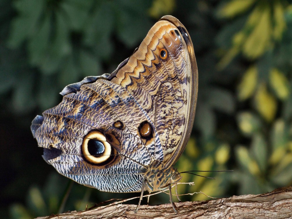 Schmetterling