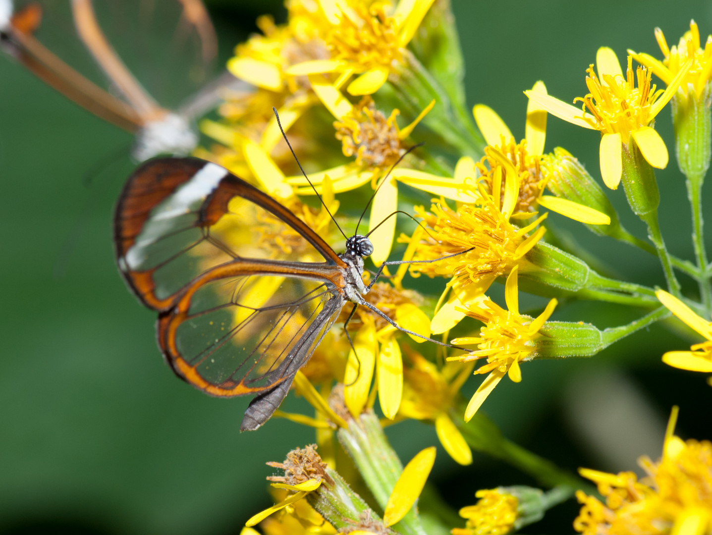 Schmetterling