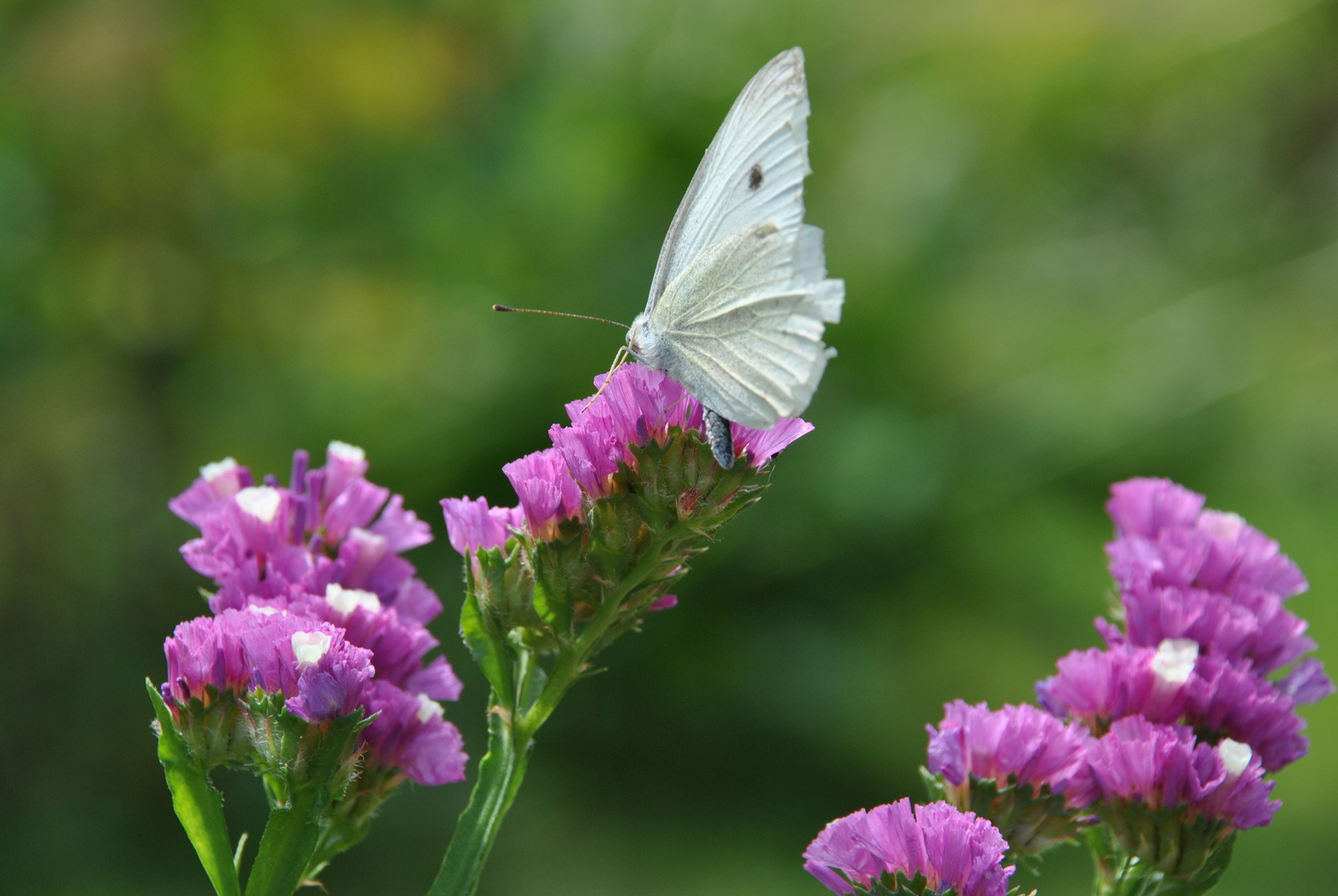 Schmetterling