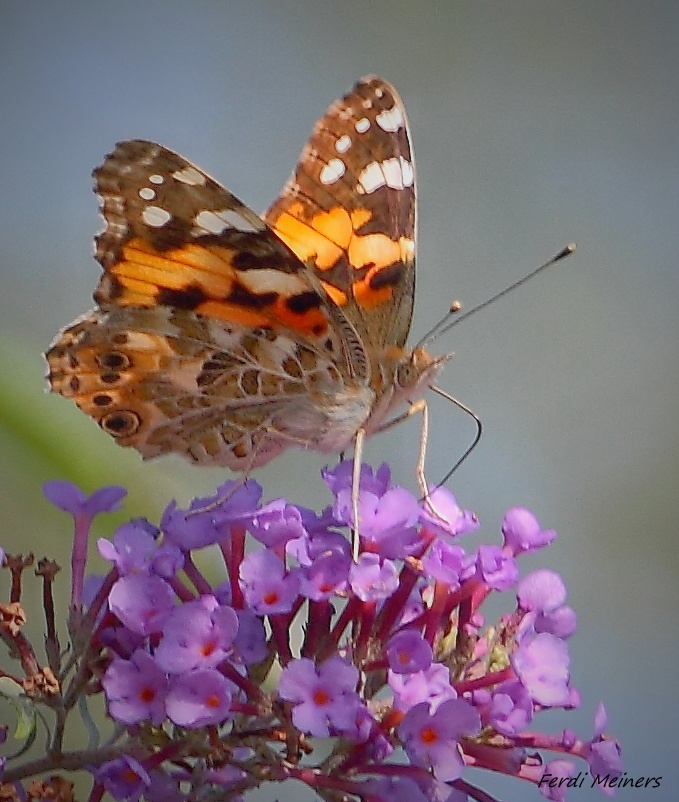 Schmetterling