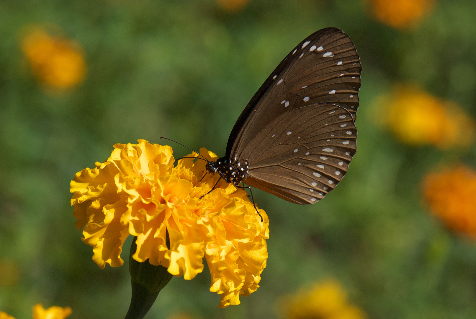 Schmetterling