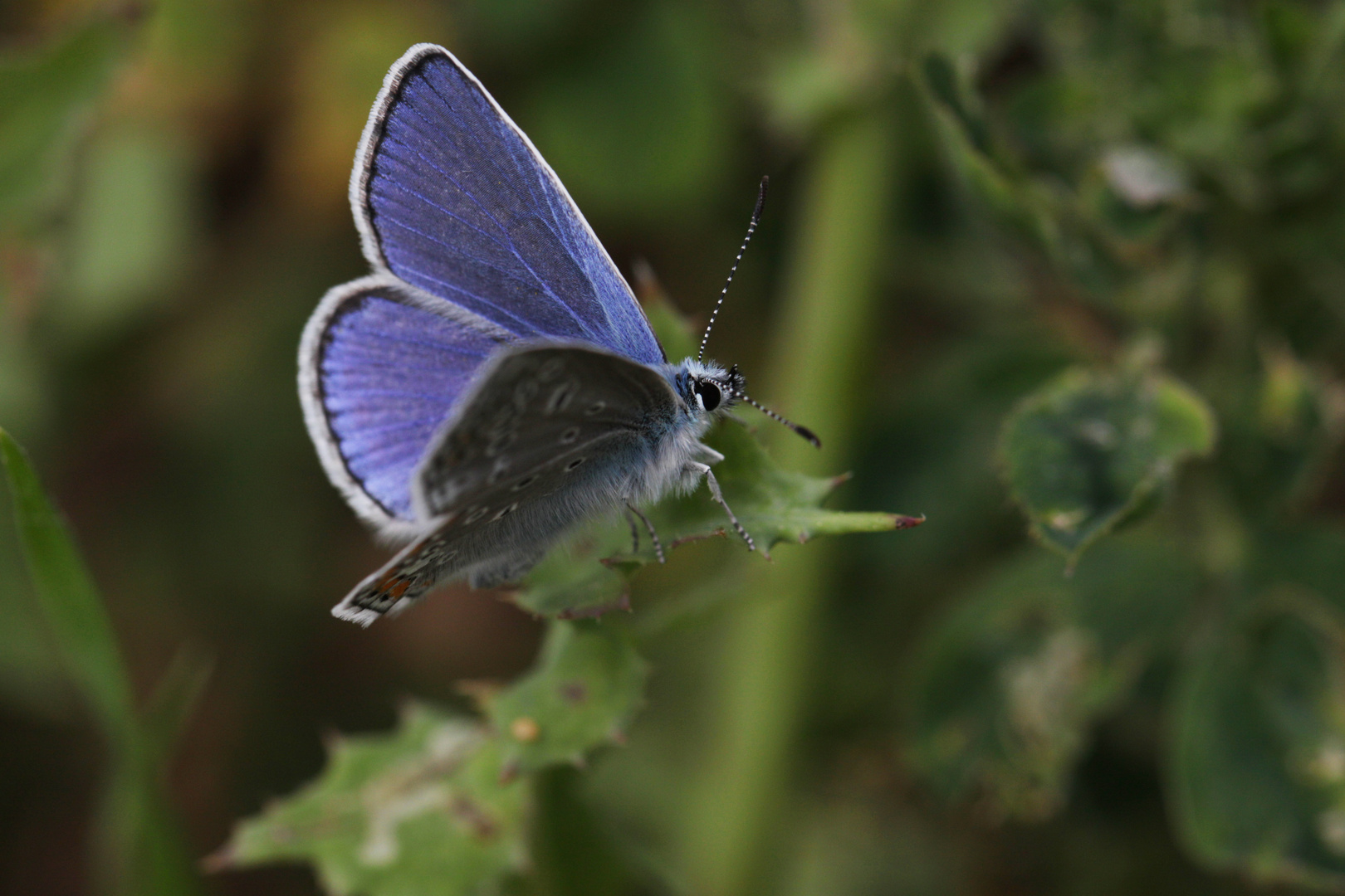 Schmetterling