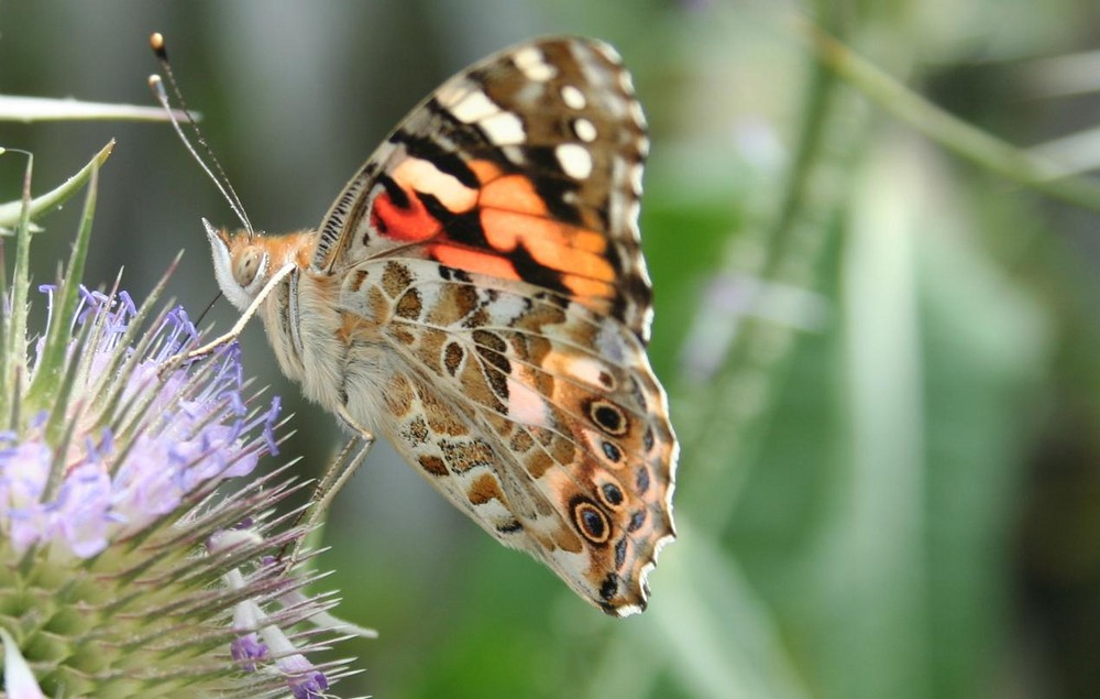 Schmetterling