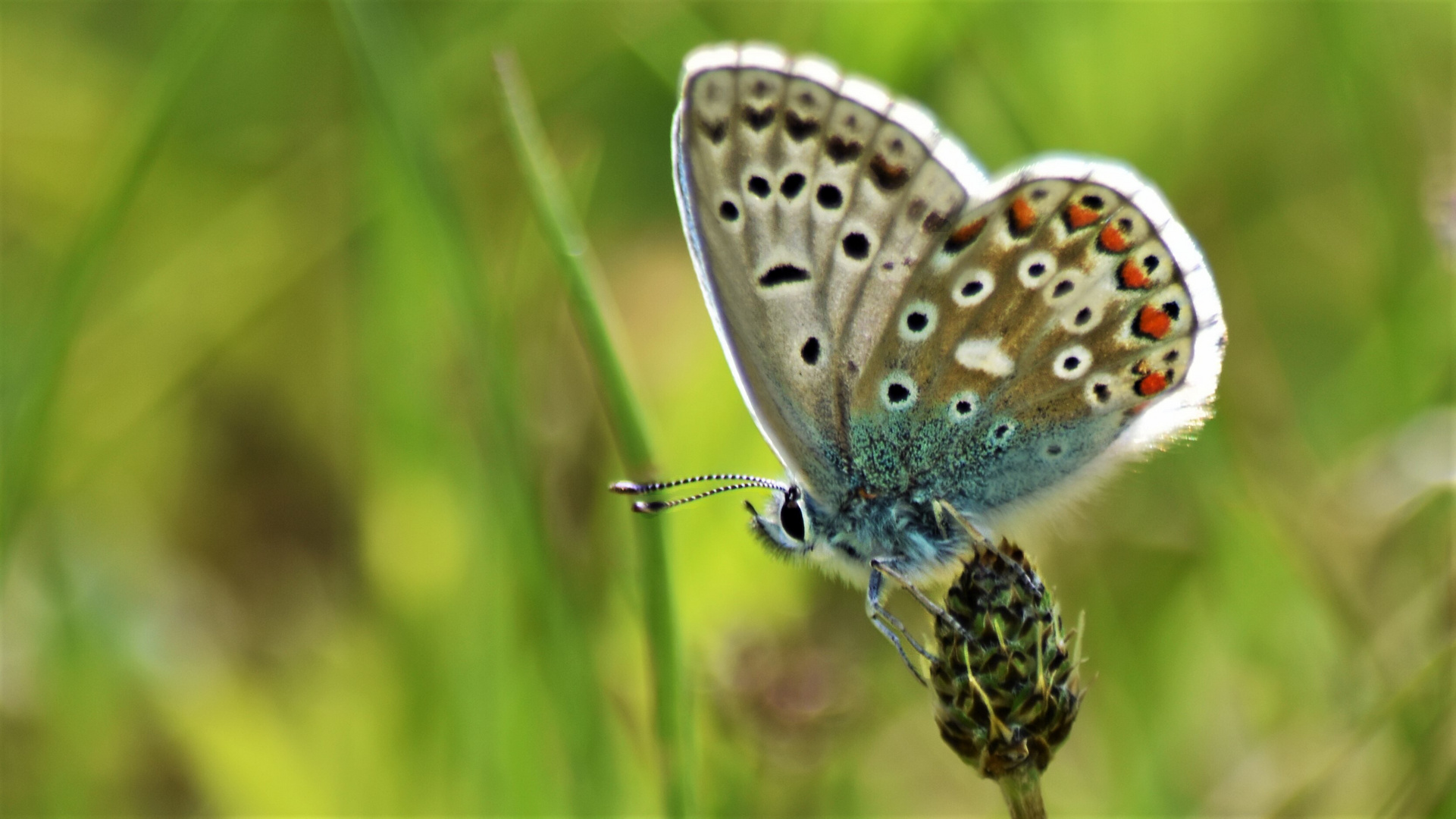 Schmetterling