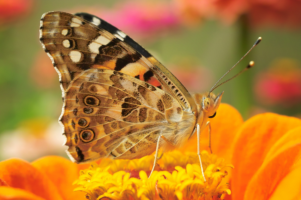 Schmetterling