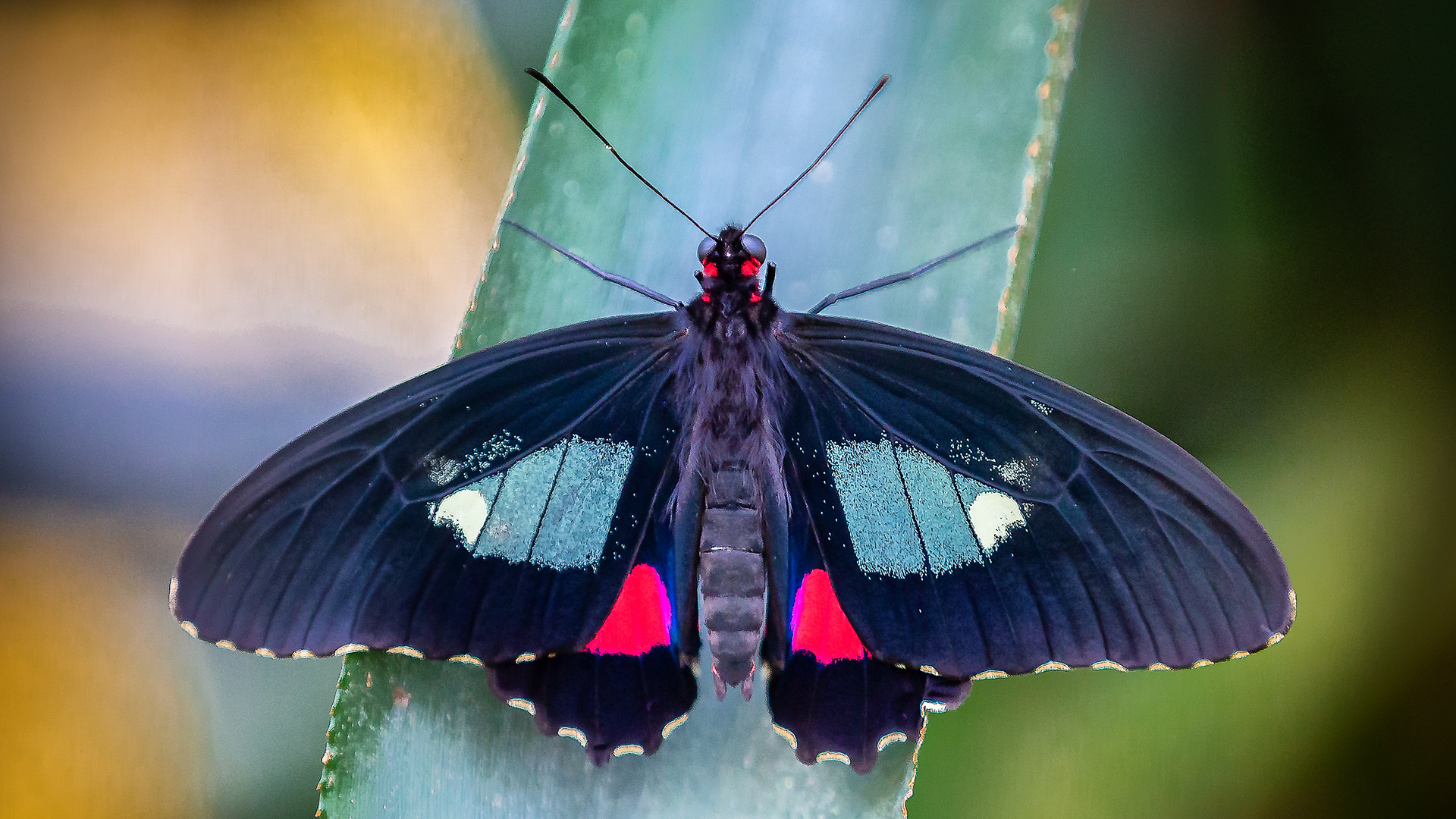 Schmetterling