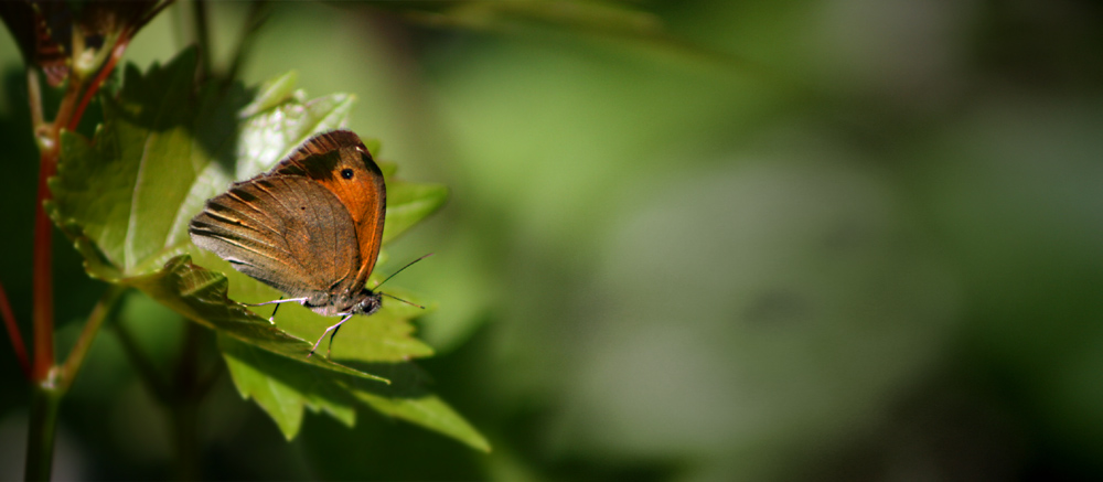 Schmetterling