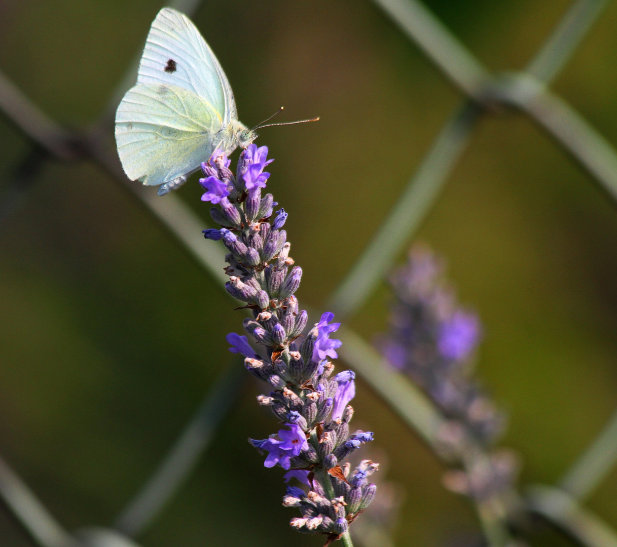 Schmetterling