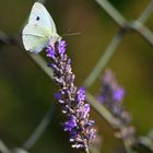 Schmetterling