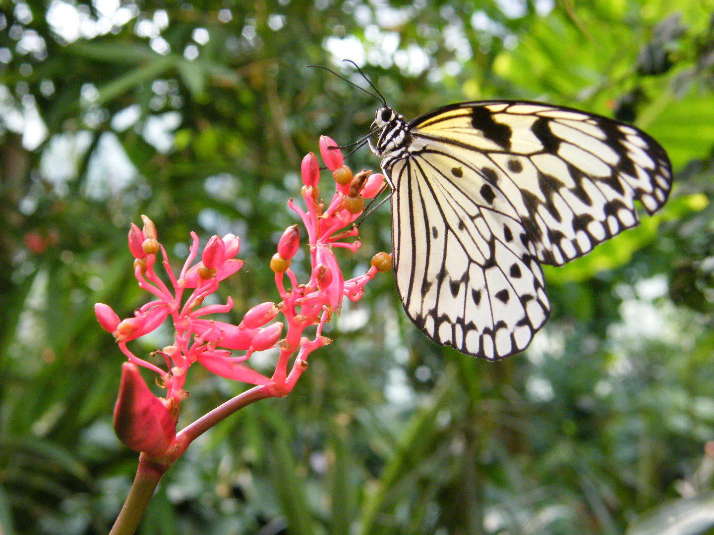 Schmetterling