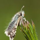 Schmetterling