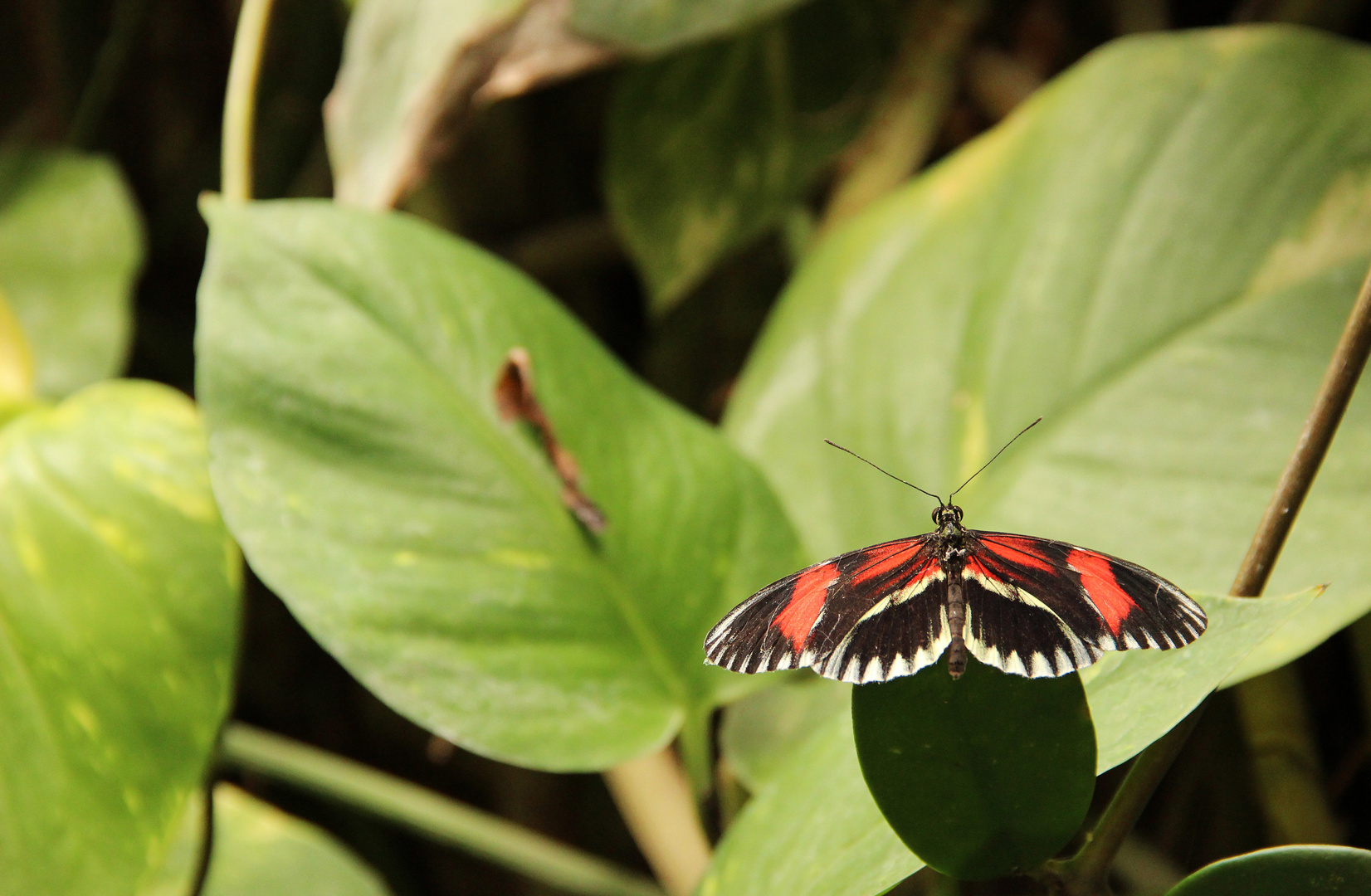 Schmetterling