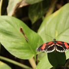 Schmetterling