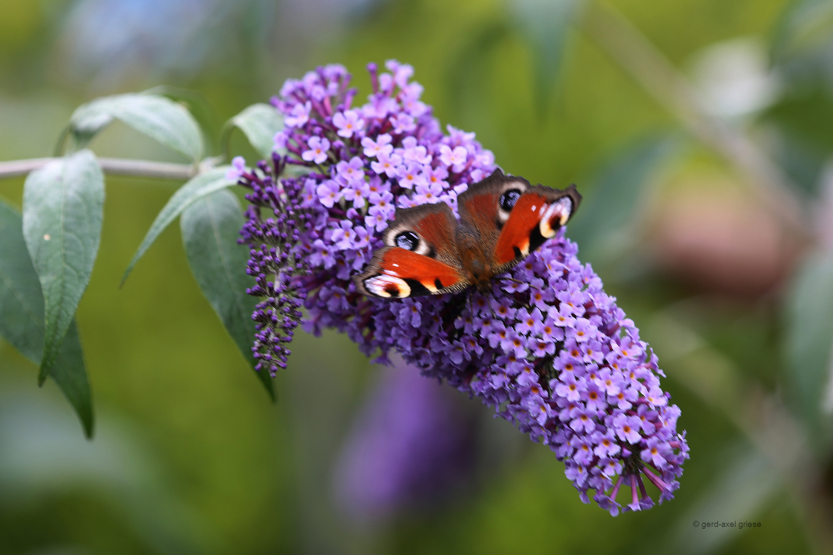 Schmetterling # 7519