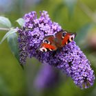 Schmetterling # 7519