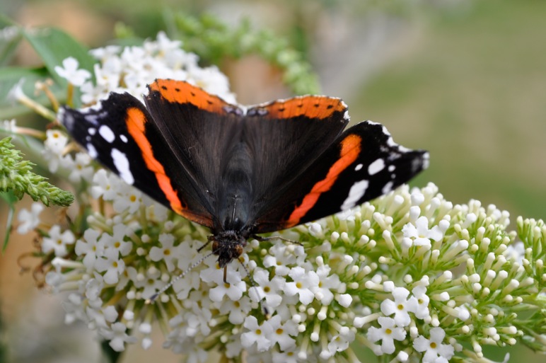 Schmetterling