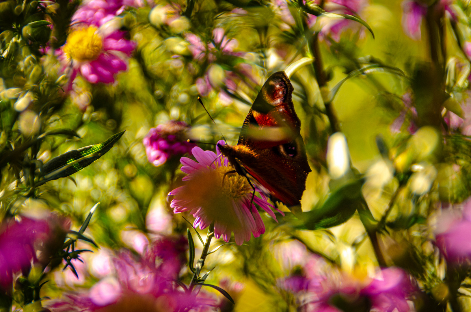 Schmetterling