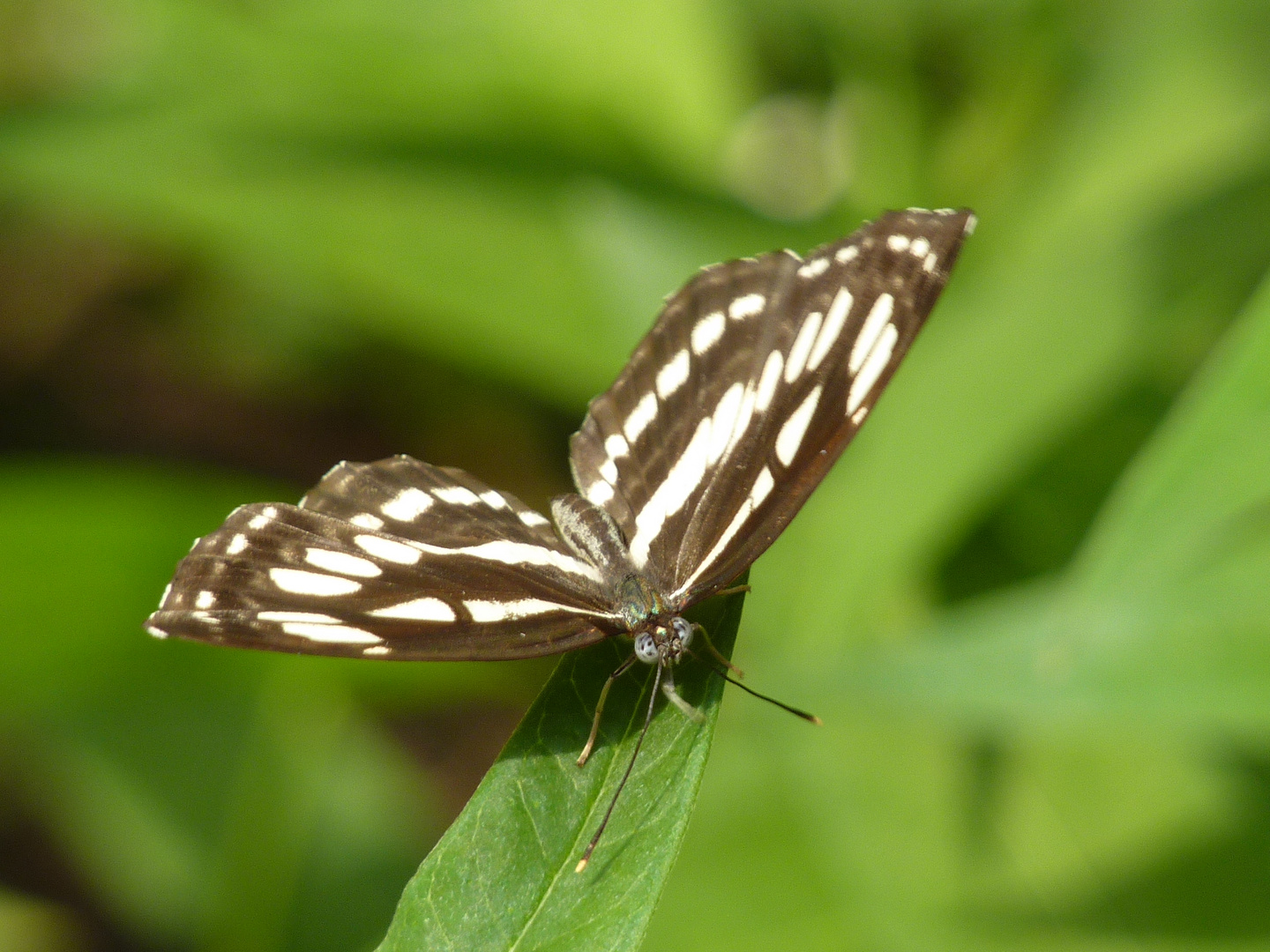 Schmetterling