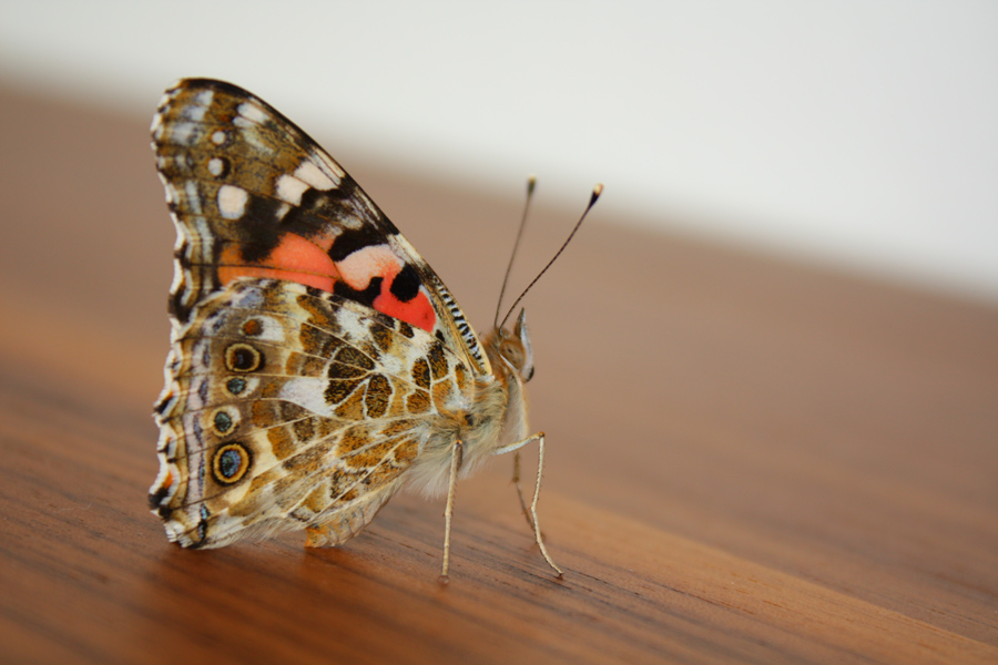 Schmetterling