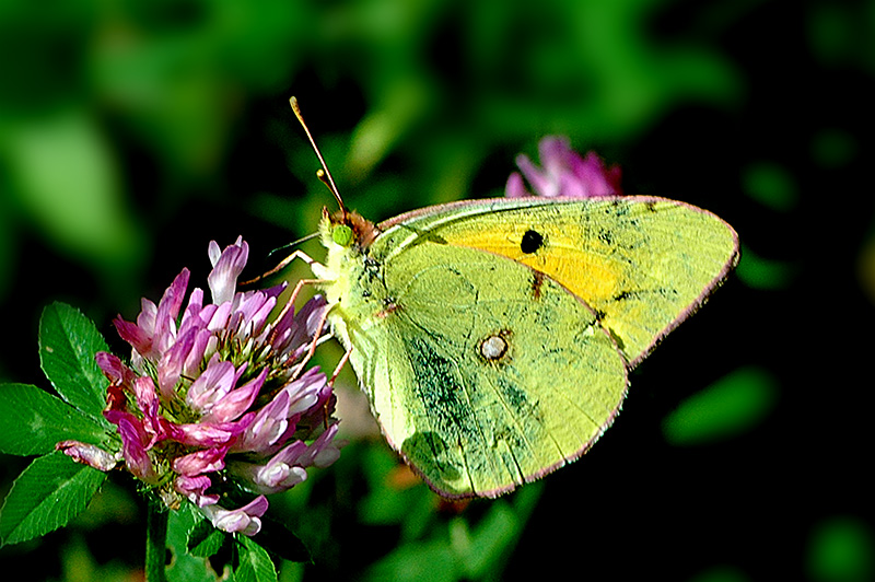 schmetterling